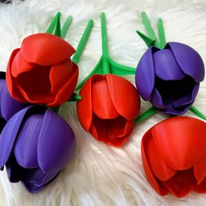 Tulipan